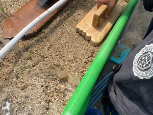 レンタル農園体験(2回)